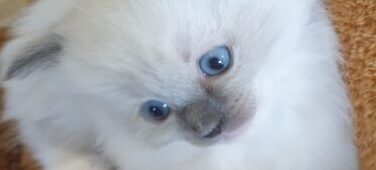Petshop Online